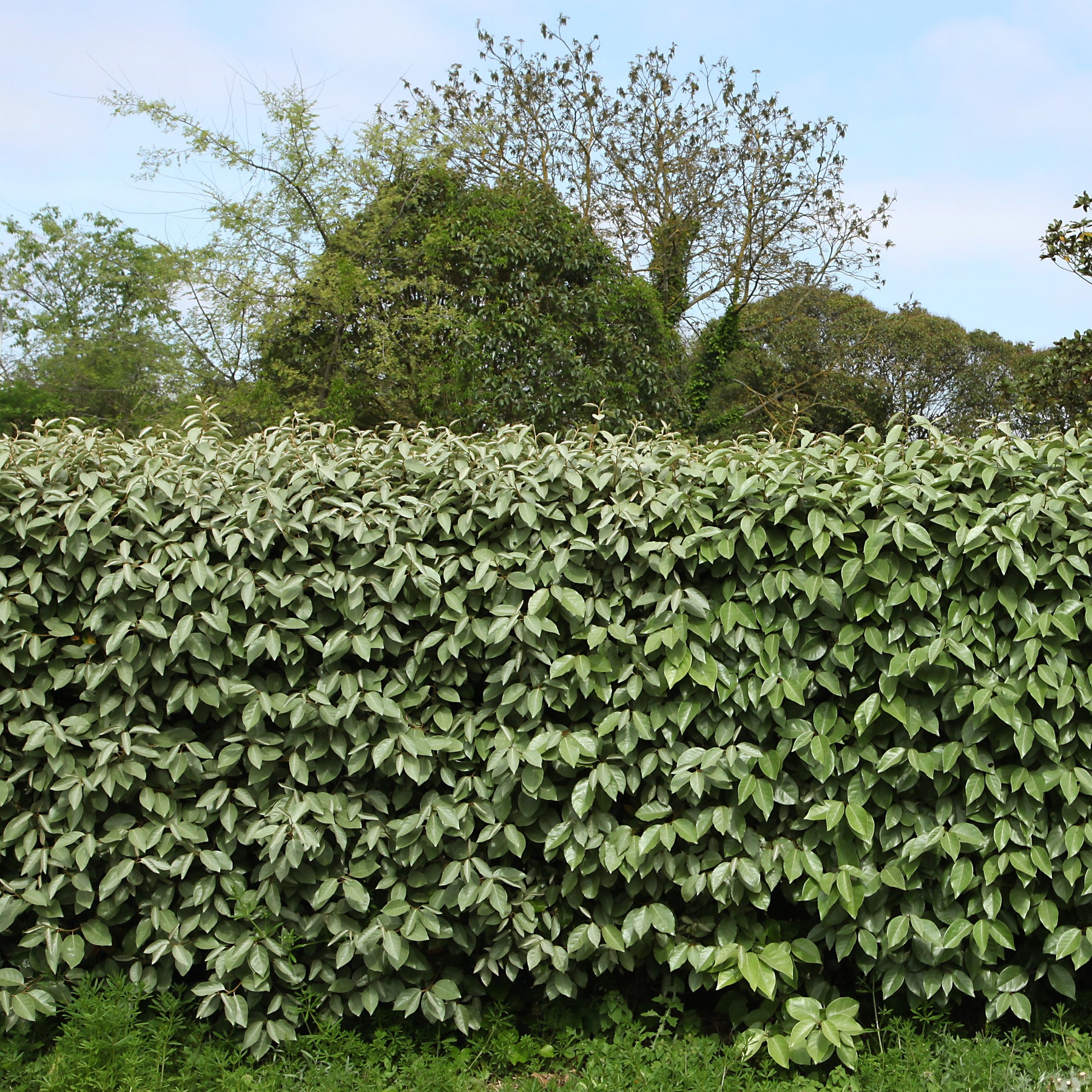 Wintergrüne Ölweide - Eleagnus ebbingei - Hecken