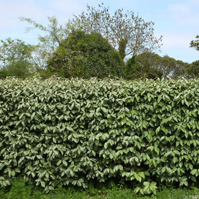 Wintergrüne Ölweide - Eleagnus ebbingei - Hecken
