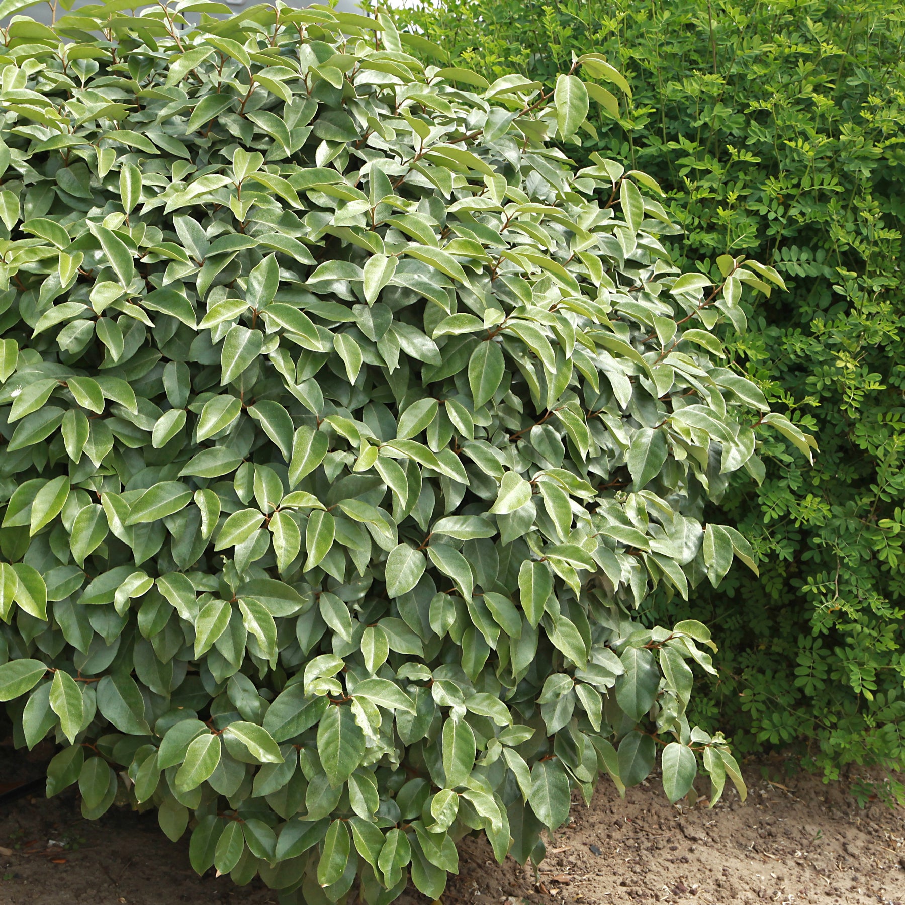 Verkauf Wintergrüne Ölweide - Eleagnus ebbingei