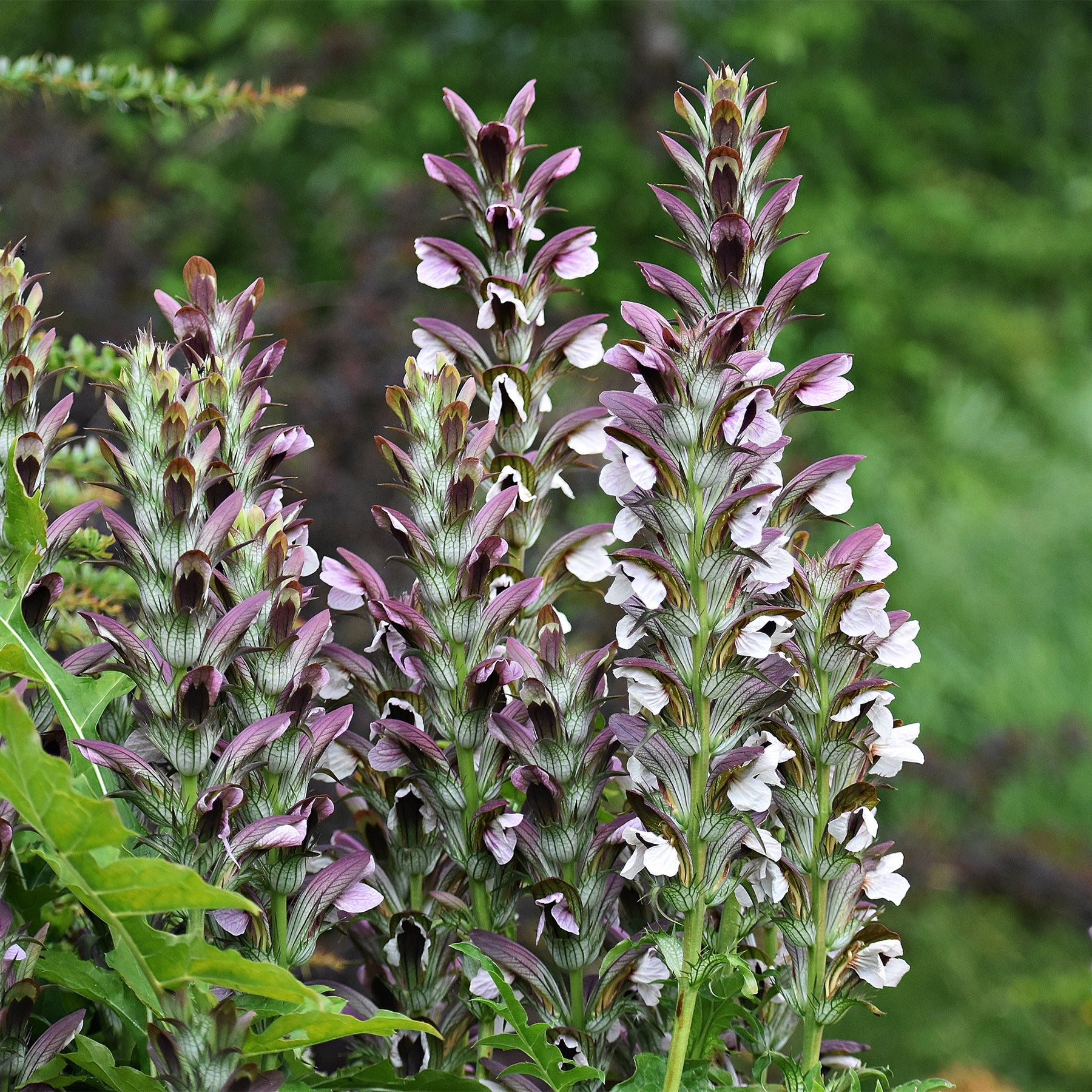 Acanthus mollis, Heliopsis scabra, Aconitum napellus, Phlox paniculata, Hemrocallis Samy Russel,  Lychnis viscaria, Anaphalis triplinervis, Campanula carpatica - Sommerblumenbeet - Fläche ca. 2 m² - Akanthus