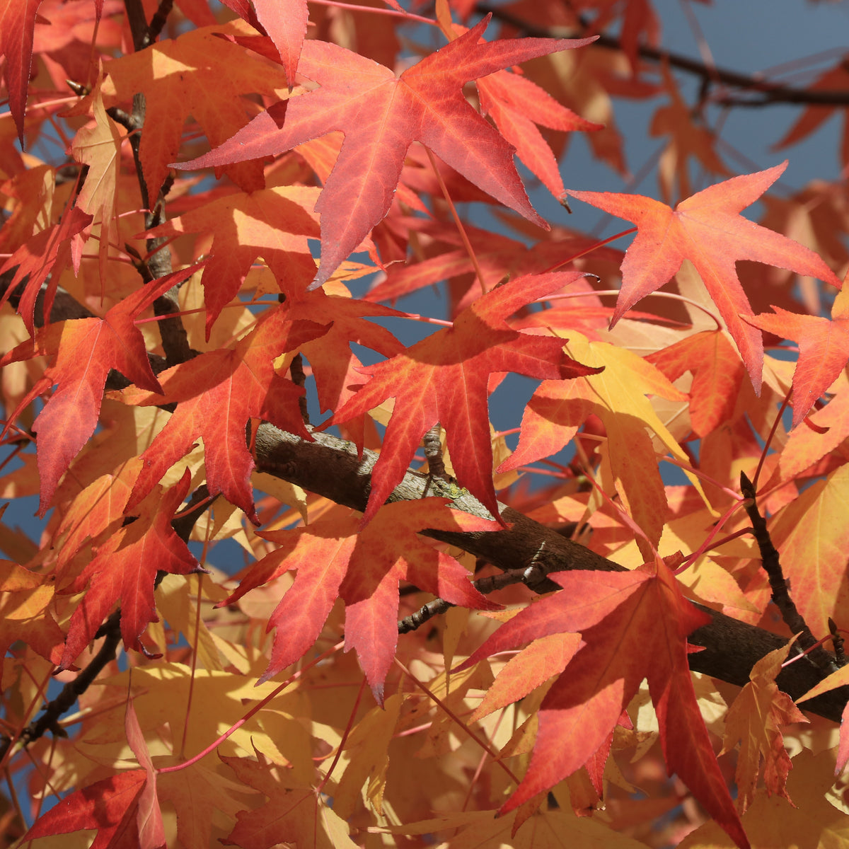 Verkauf Amerikanische Amberbaum - Liquidambar styraciflua
