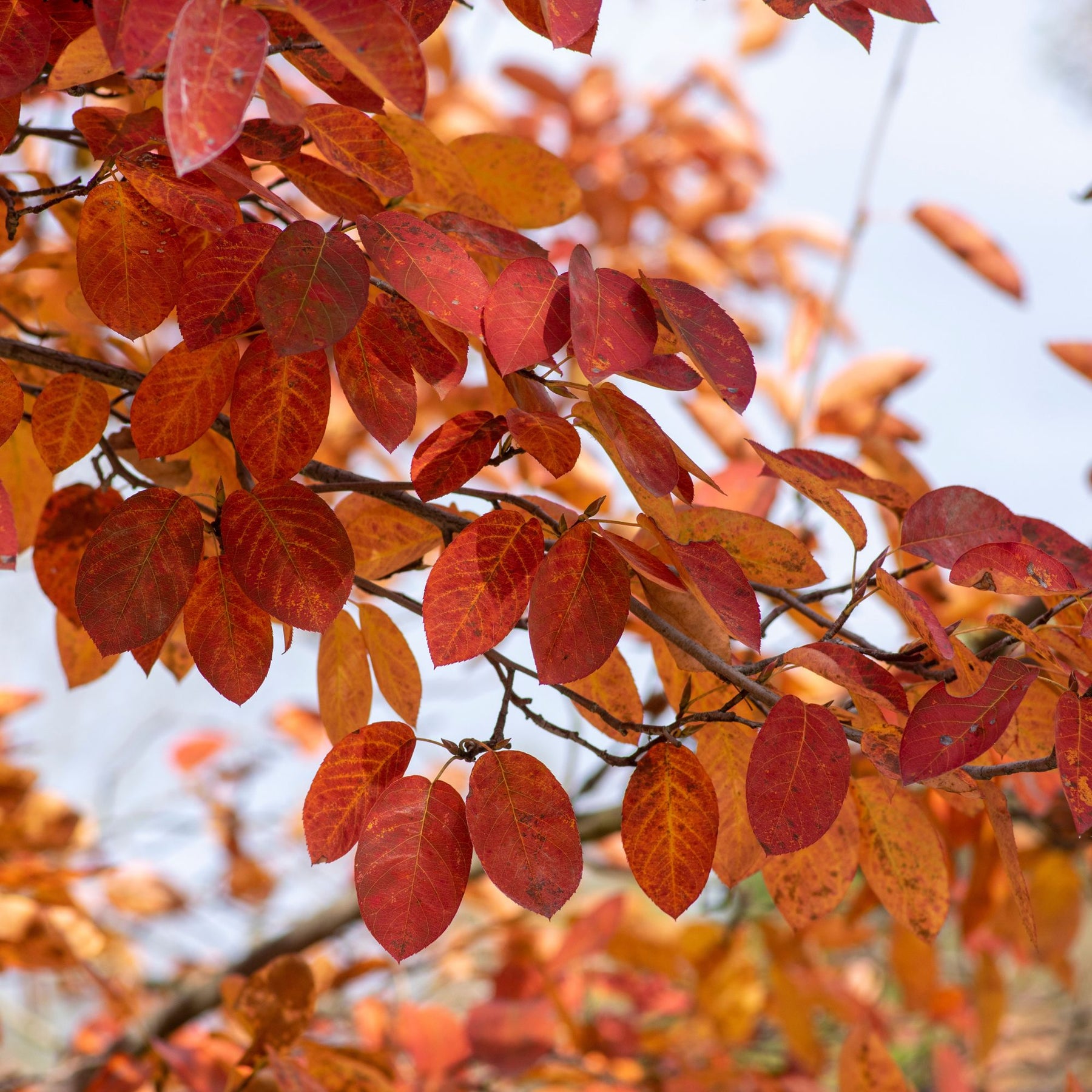 Kupfer-Felsenbirne - Amelanchier lamarckii - Willemse