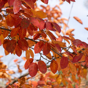 Kupfer-Felsenbirne - Amelanchier lamarckii - Willemse