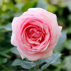 Englische Rose Her's Ausgreen ® - Rosa her's ausgreen ® (ausblush) - Willemse
