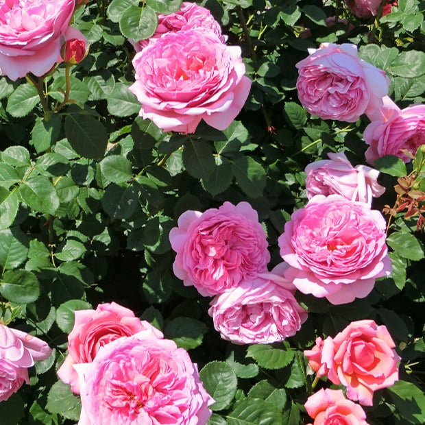 Englische Rose Her's Ausgreen ® - Willemse