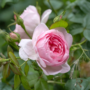 Rosen - Englische Rose Her's Ausgreen ® - Rosa her's ausgreen ® (ausblush)