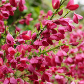 Cytisus praecox Boskoop Ruby - Edelginster Boskoop Ruby - Sträucher