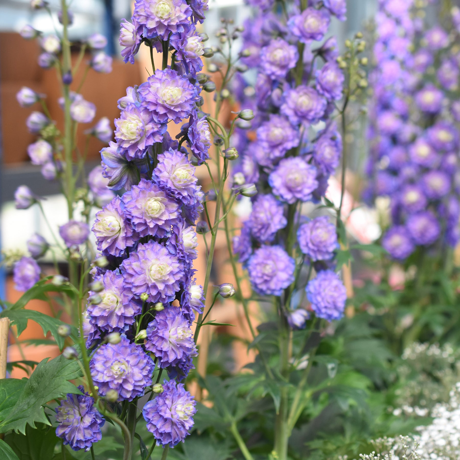 Delphinium Highlander® Bolero - Rittersporn Highlander® Bolero - Delphinium