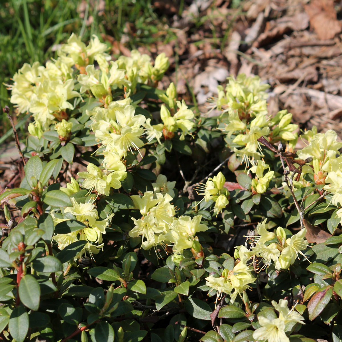 Zwerg-Alpenrose Princess Anne