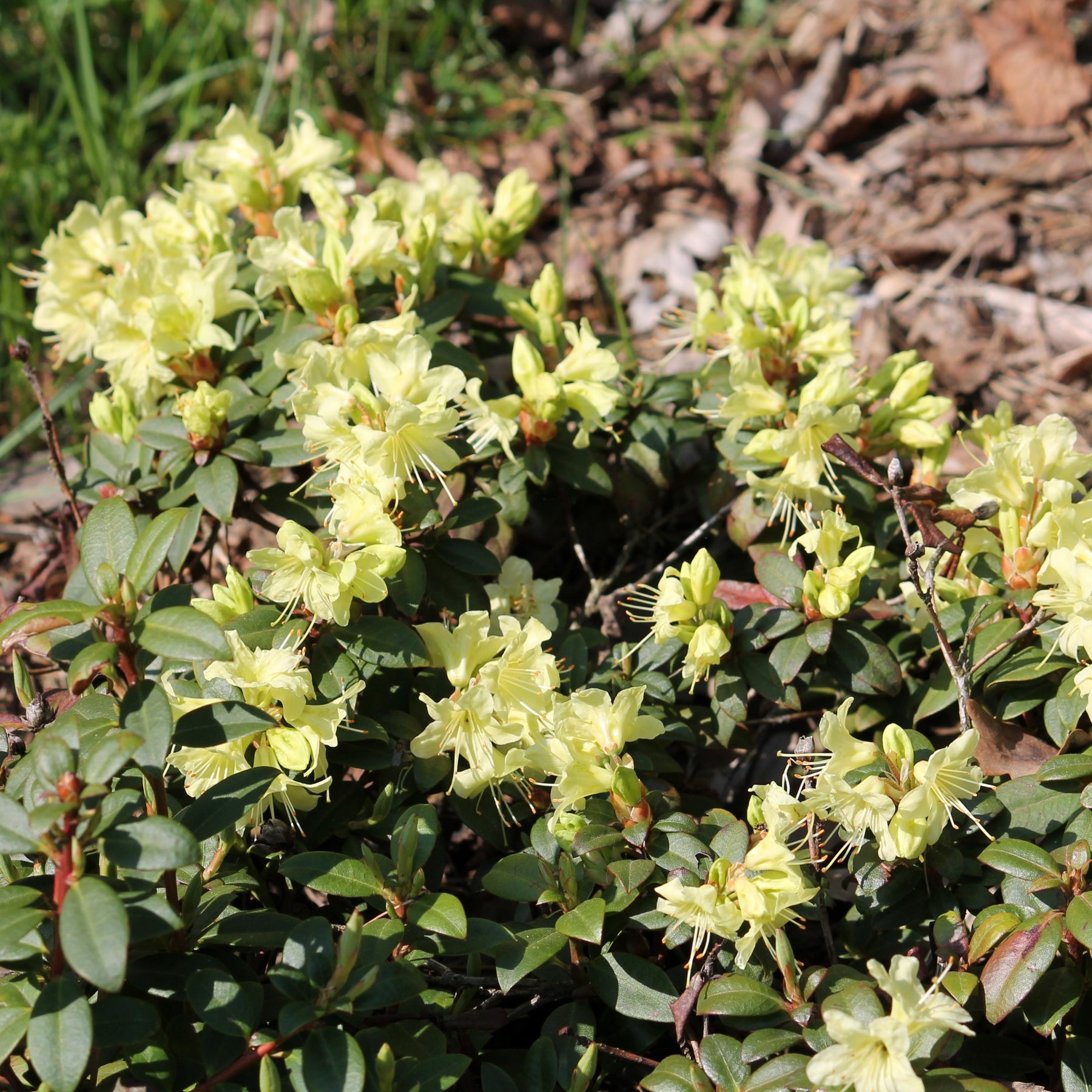 Zwerg-Alpenrose Princess Anne