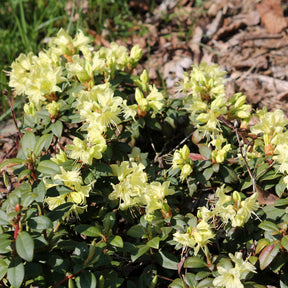 Zwerg-Alpenrose Princess Anne