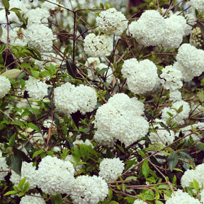 Sträucher - Schneeball Eskimo auf Stamm - Viburnum eskimo