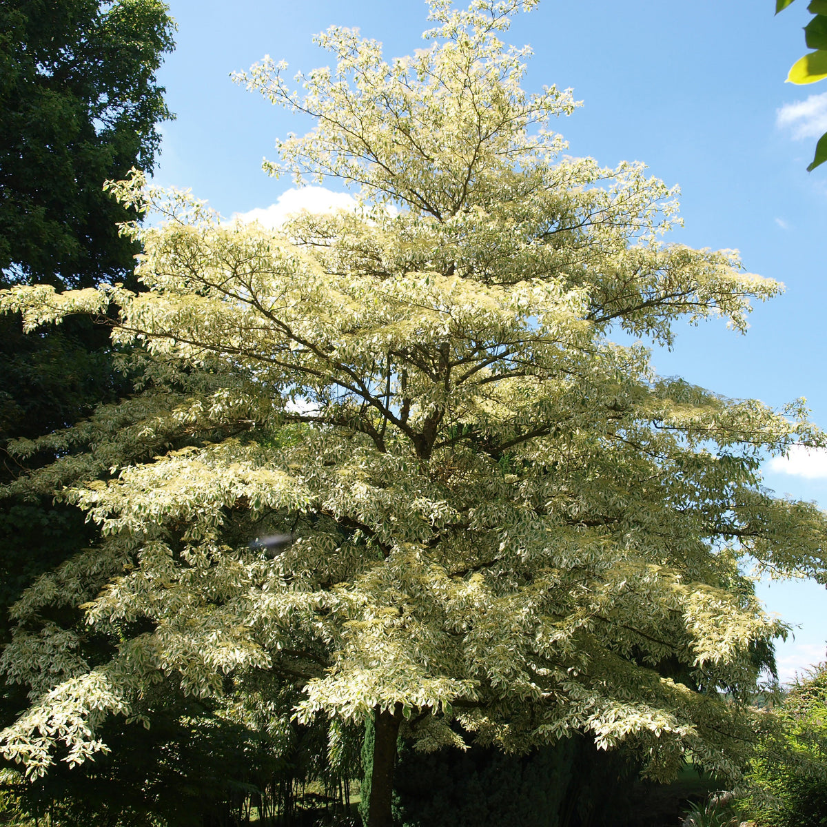 Hoher Weißbunter Pagodenhartriegel - Cornus controversa variegata - Willemse