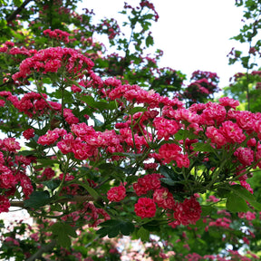 Crataegus laevigata paul's scarlet - Weißdorn ‘Paul’s Scarlet’ - Balkonblumen
