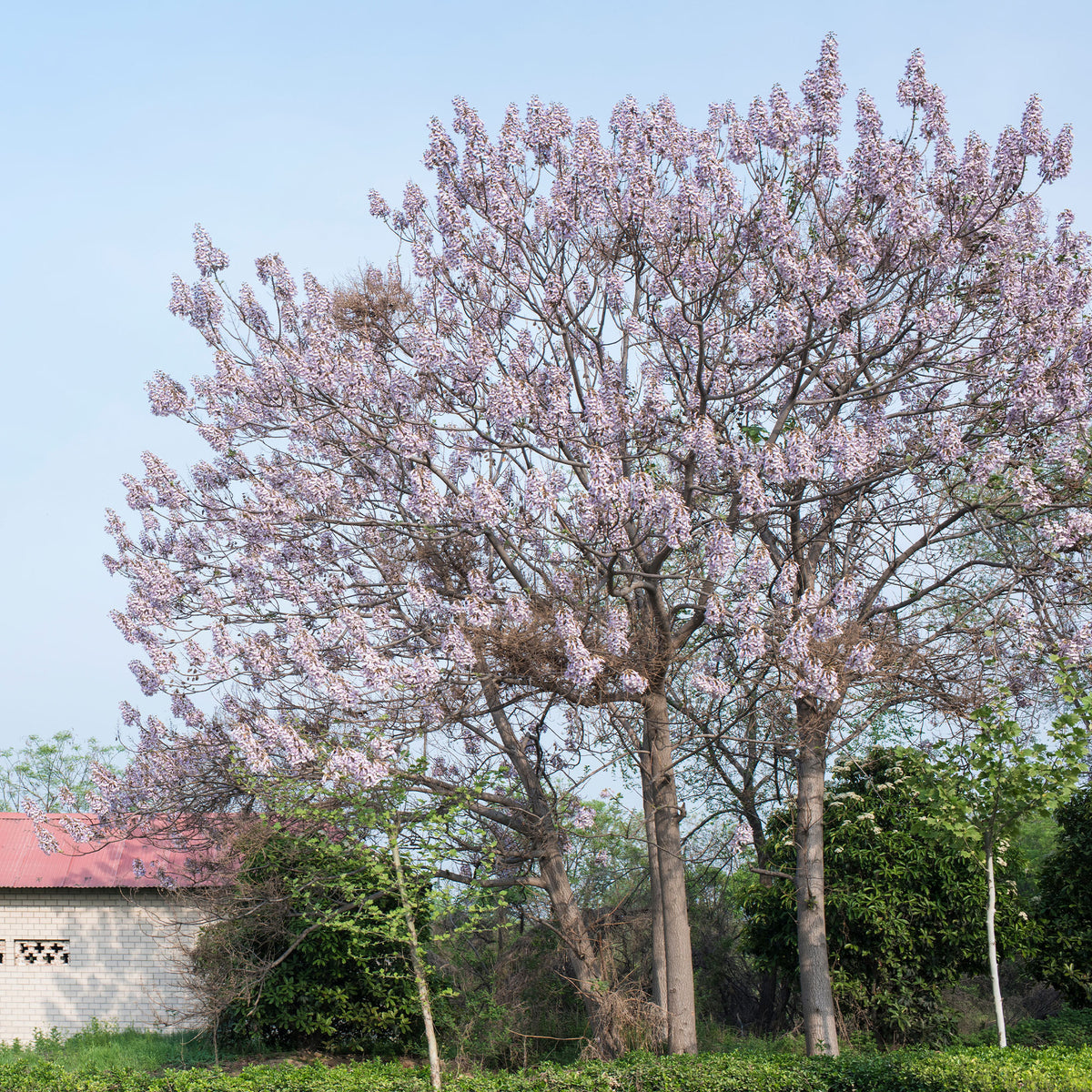 Blauglockenbaum - Paulownia tomentosa - Willemse