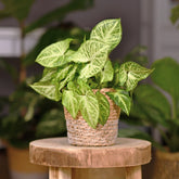 Syngonium podophyllum Arrow - Syngonium podophyllum arrow - Willemse