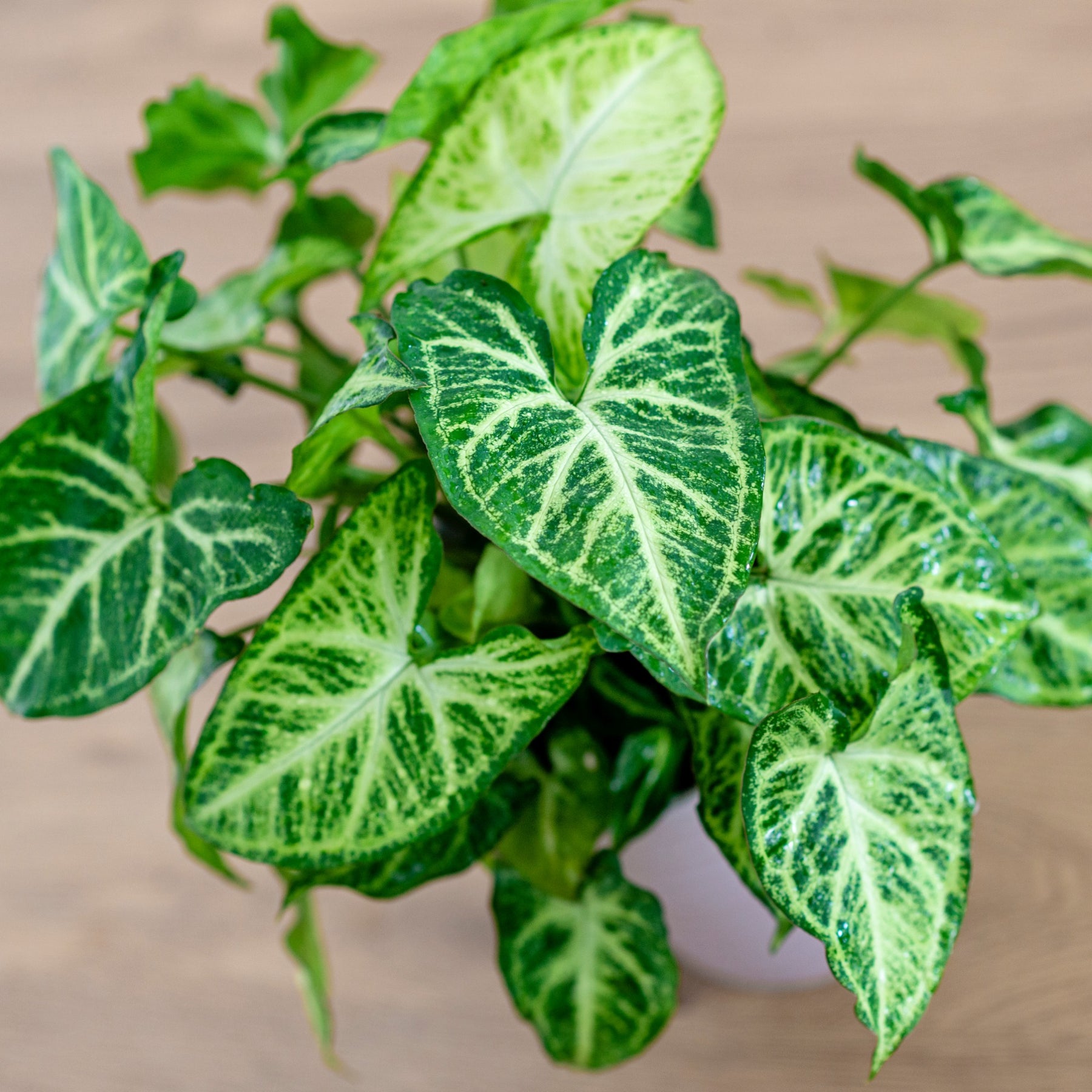 Syngonium podophyllum Arrow - Willemse