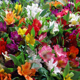 Inkalilien Mischung (x3) - Willemse