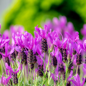 Lavendel The Princess ® Lavender - Willemse