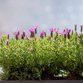 Lavendel The Princess ® Lavender - Lavandula stoechas the princess ® lavender 'ib910- - Willemse