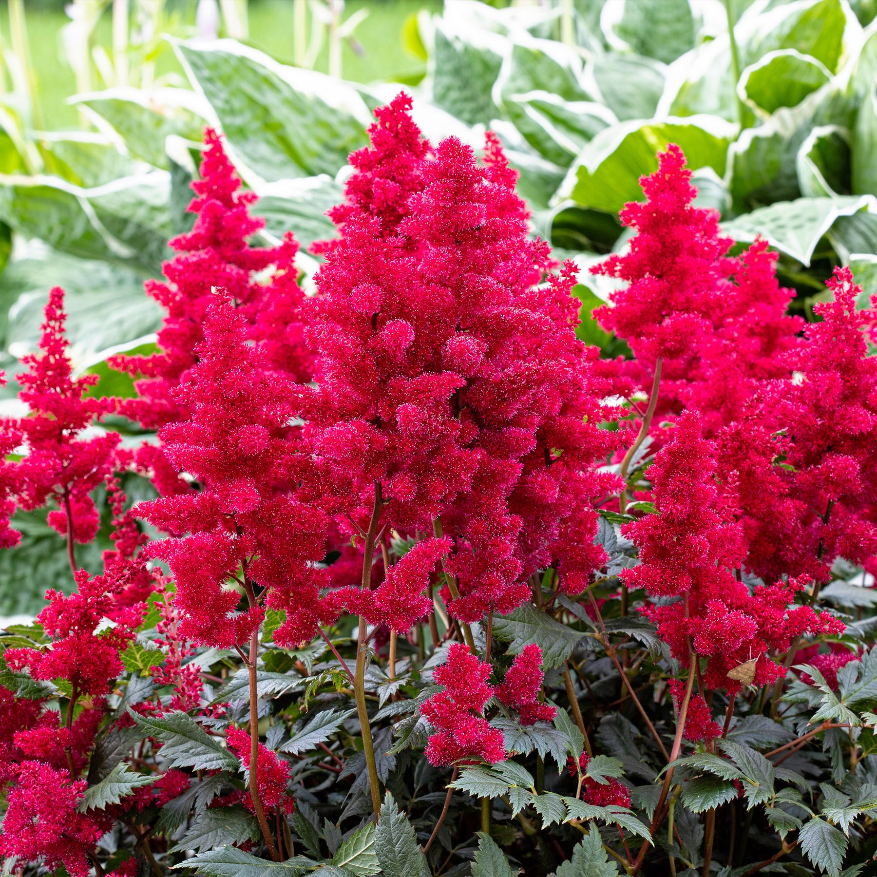 Verkauf Pflegeleichtes Staudenbeet - Fläche ca. 1,5 m²