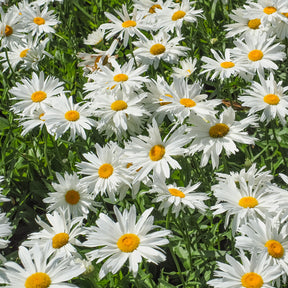 Pflegeleichtes Staudenbeet - Fläche ca. 1,5 m² - Stauden - Willemse