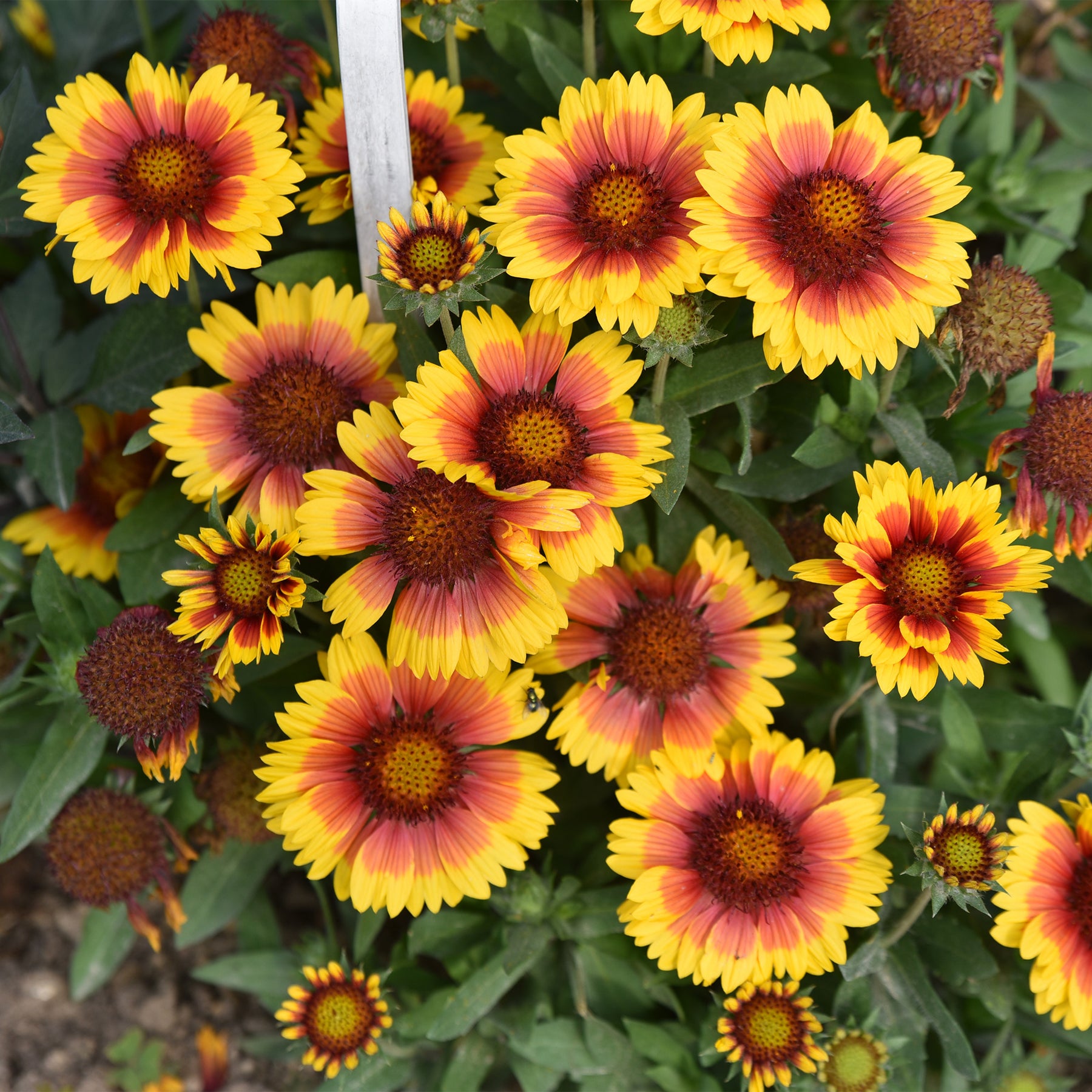 Verkauf Achillea filipendula, Sidalcea Rosanna, Aconitum arendsii, Astilbe, Lencanthemum superbum Silver Princess, Alchemilla Mollis, Gaillarda Kobold, Dianthus plumarius Fortuna - Pflegeleichtes Staudenbeet - Fläche ca. 1,5 m²