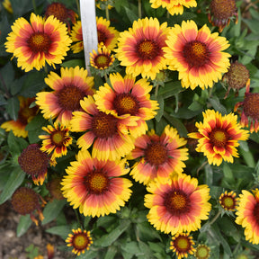 Verkauf Achillea filipendula, Sidalcea Rosanna, Aconitum arendsii, Astilbe, Lencanthemum superbum Silver Princess, Alchemilla Mollis, Gaillarda Kobold, Dianthus plumarius Fortuna - Pflegeleichtes Staudenbeet - Fläche ca. 1,5 m²