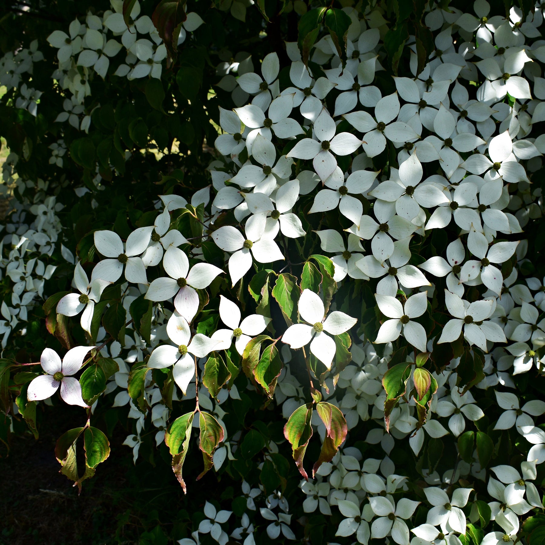 Japanischer Hartriegel - Cornus kousa - Willemse