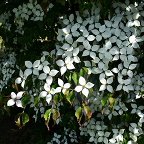 Japanischer Hartriegel - Cornus kousa - Willemse