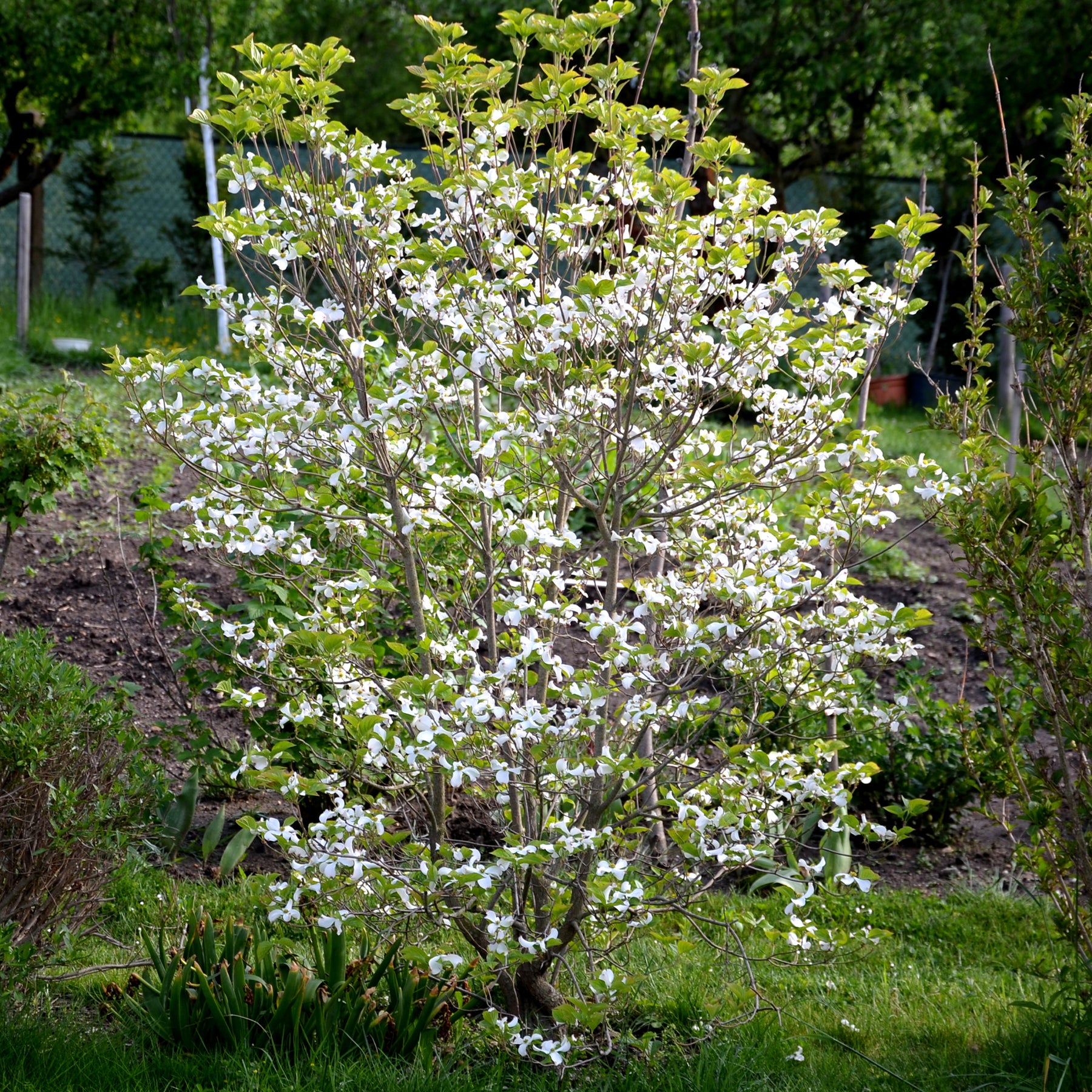 Sträucher - Japanischer Hartriegel - Cornus kousa