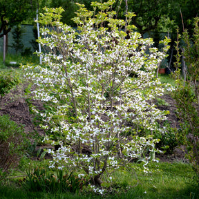 Sträucher - Japanischer Hartriegel - Cornus kousa