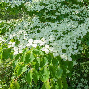 Verkauf Japanischer Hartriegel - Cornus kousa