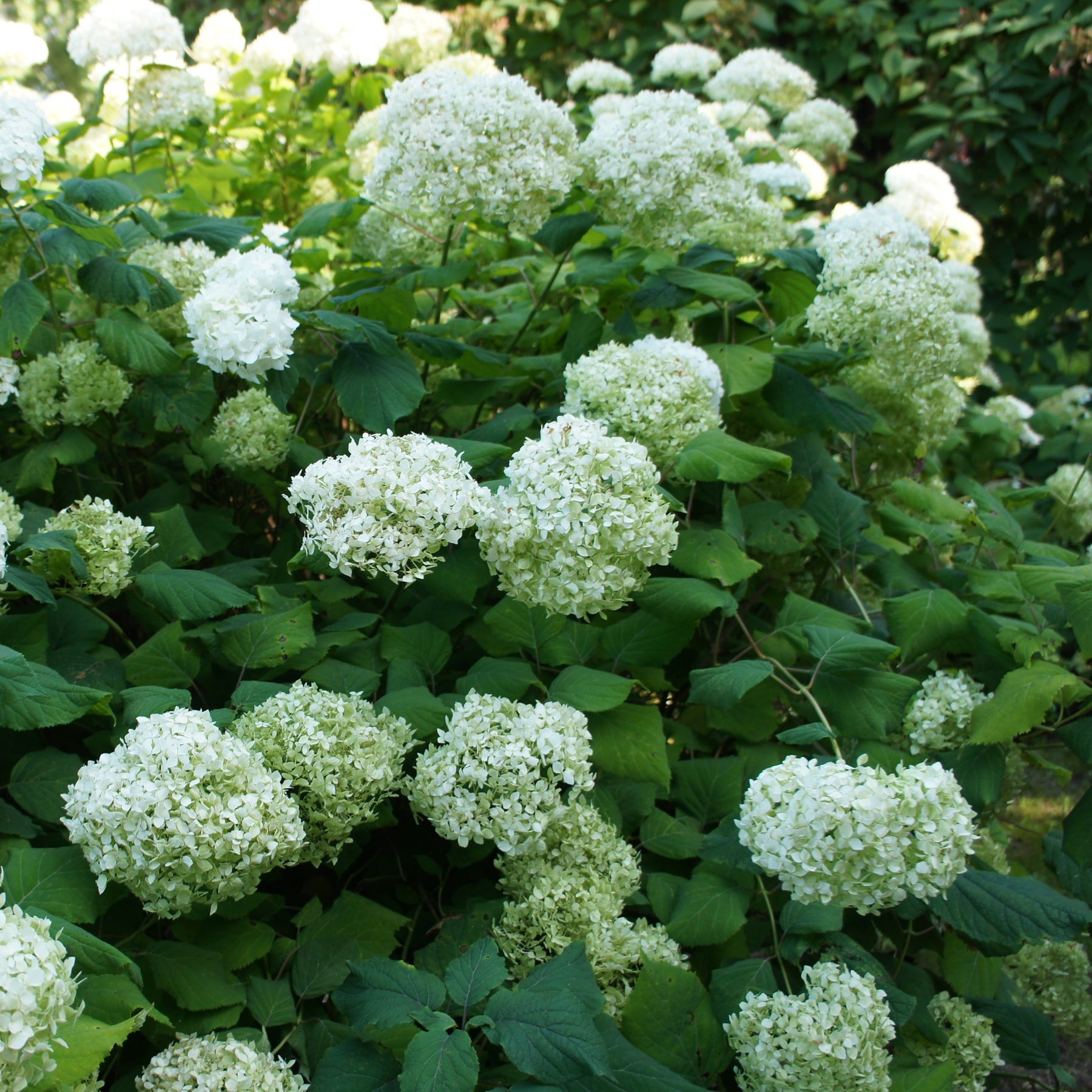 Hortensie 'Annabelle' - Hydrangea arborescens Annabelle - Willemse