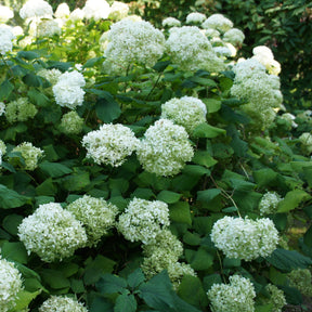 Hortensie 'Annabelle' - Hydrangea arborescens Annabelle - Willemse