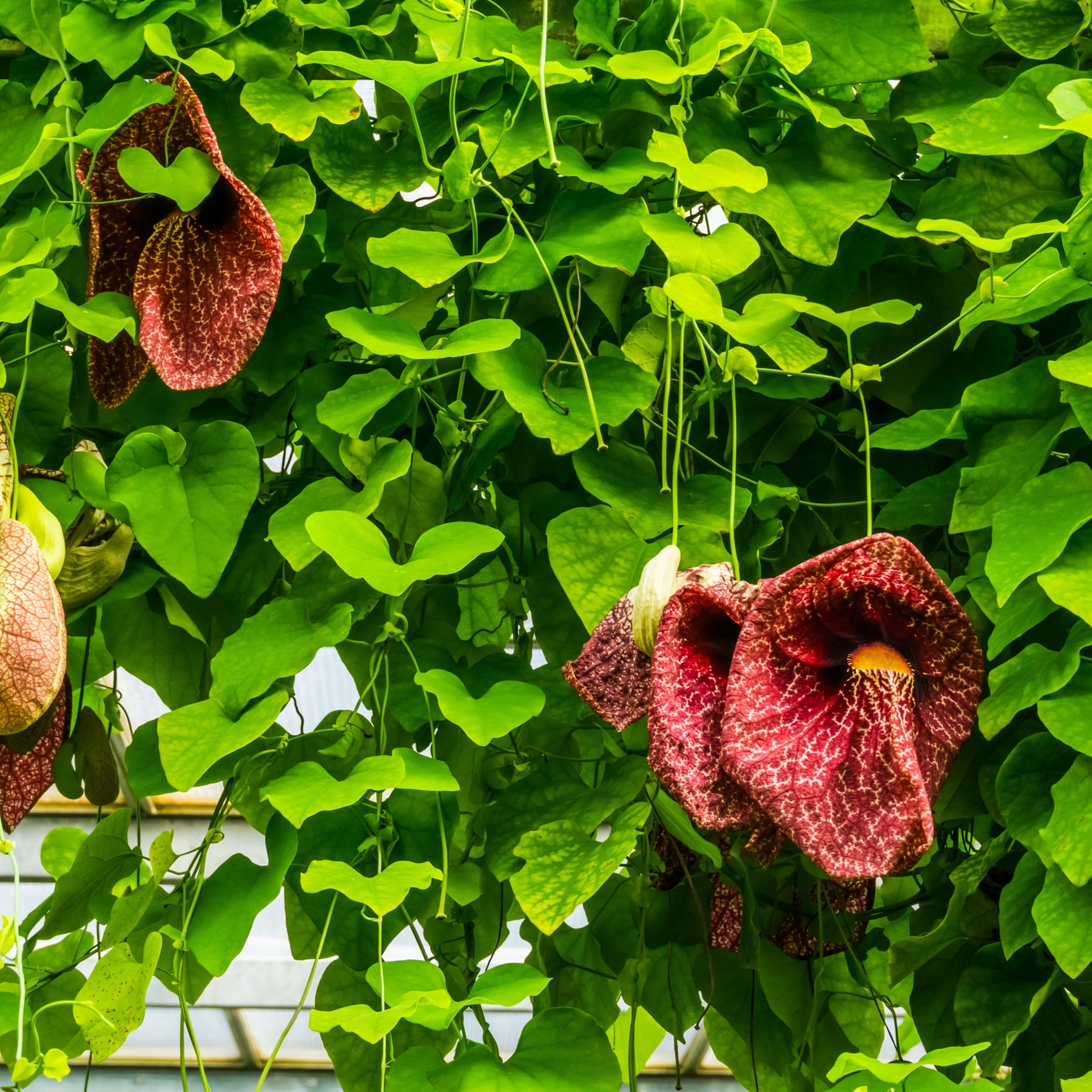 Aristolochia macrophylla - Pfeifenblume - Kletterpflanzen