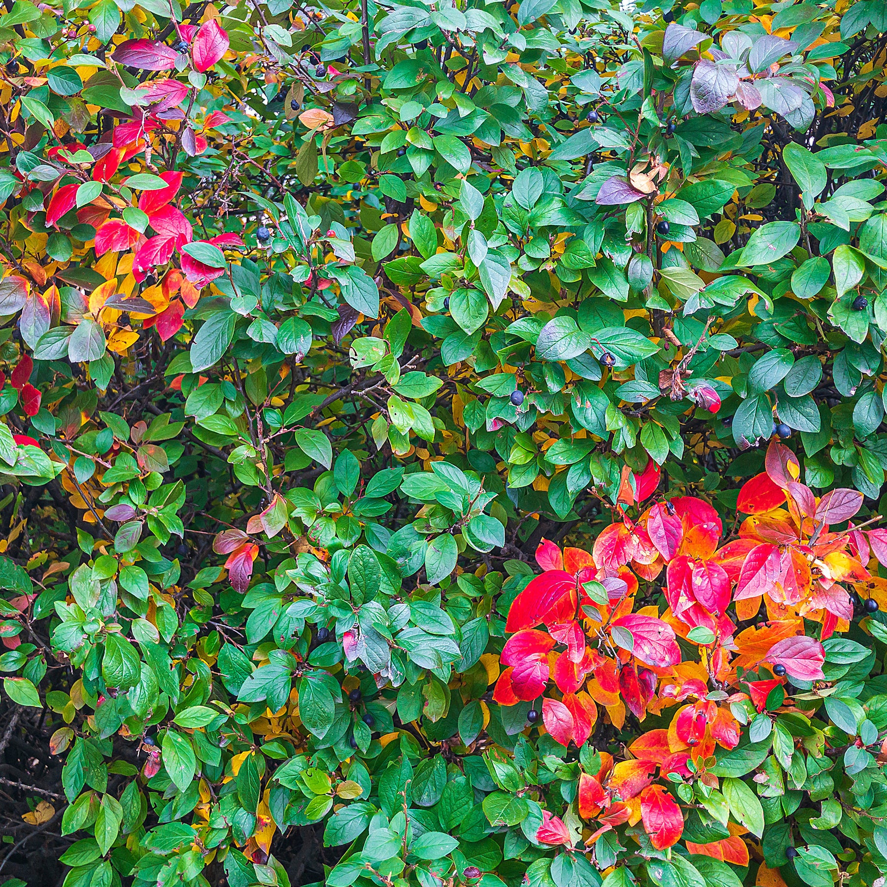 Hecken-Zwergmispel - Cotoneaster lucidus - Willemse