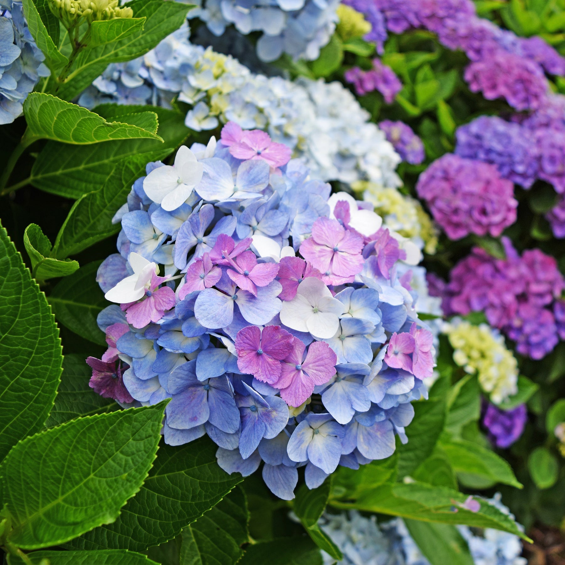 Hydrangea macrophylla - Dreifarbige Bauernhortensie - Großblättrige Hortensie