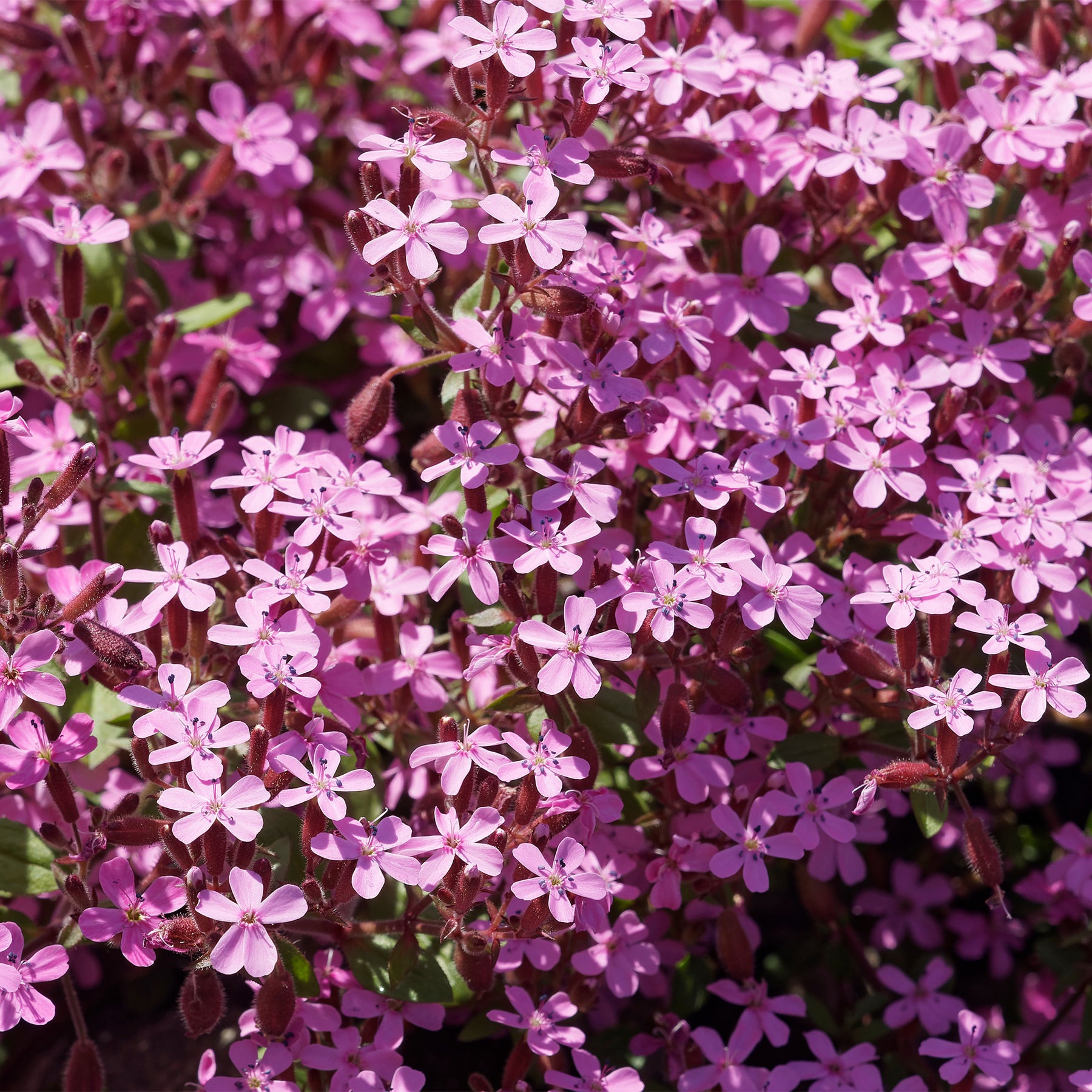 Bodendecker Stauden Mischung - Fläche ca. 2 m² - Saponaria ocymoides, Campanula poscharskyana, Sedum acre, Phlox subulata - Willemse