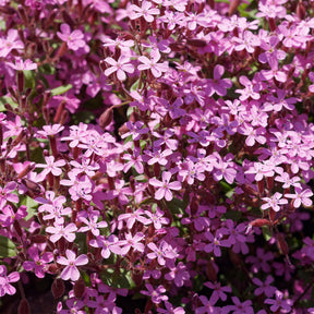 Bodendecker Stauden Mischung - Fläche ca. 2 m² - Saponaria ocymoides, Campanula poscharskyana, Sedum acre, Phlox subulata - Willemse