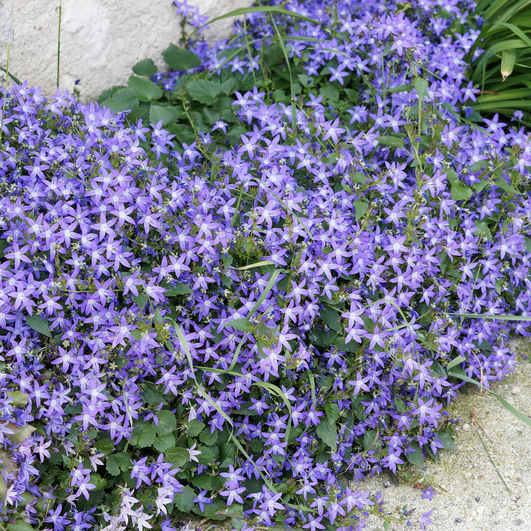 Saponaria ocymoides, Campanula poscharskyana, Sedum acre, Phlox subulata - Bodendecker Stauden Mischung - Fläche ca. 2 m² - Stauden
