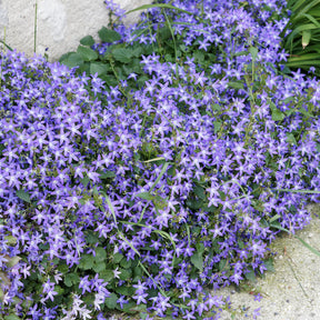 Saponaria ocymoides, Campanula poscharskyana, Sedum acre, Phlox subulata - Bodendecker Stauden Mischung - Fläche ca. 2 m² - Stauden
