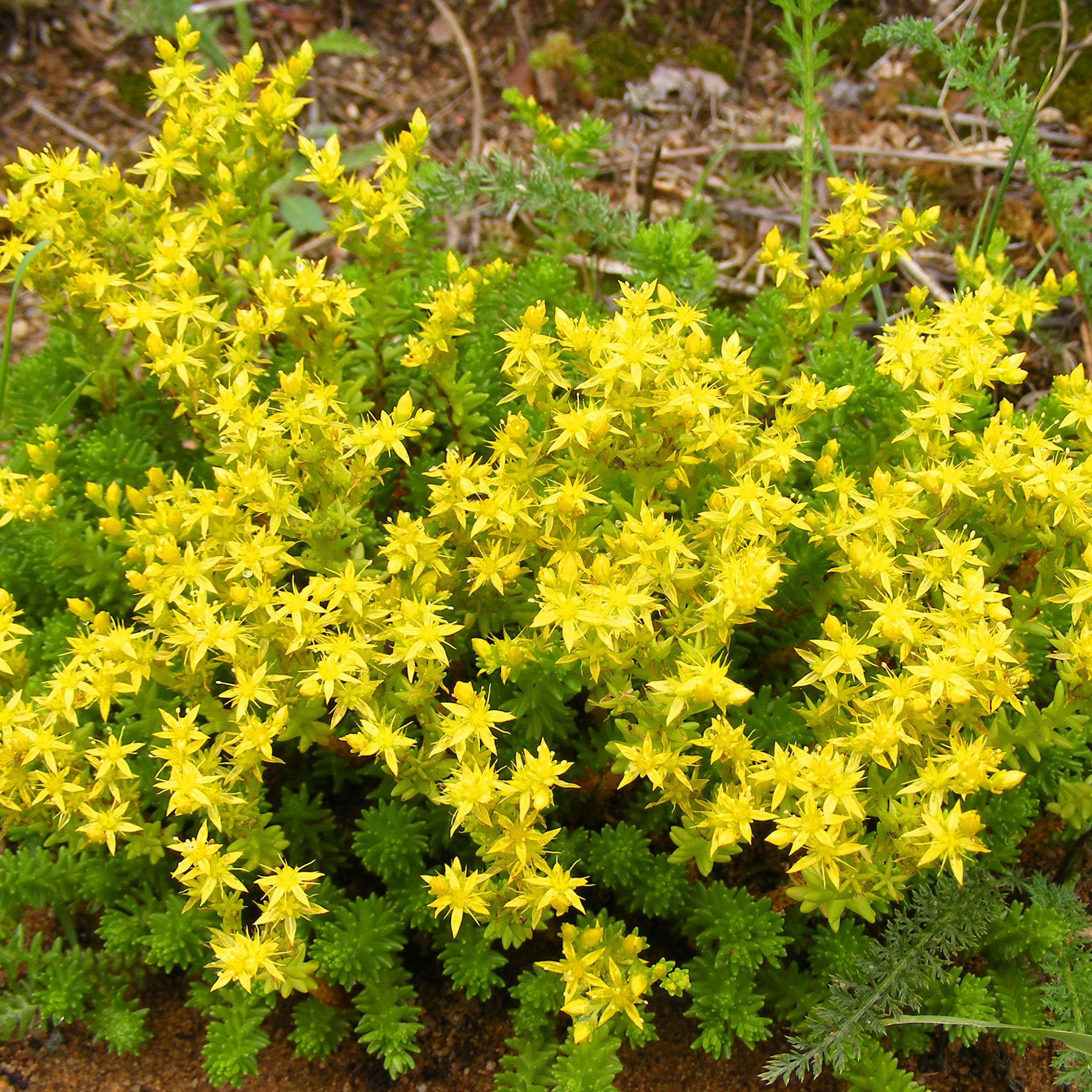 Stauden - Bodendecker Stauden Mischung - Fläche ca. 2 m² - Saponaria ocymoides, Campanula poscharskyana, Sedum acre, Phlox subulata