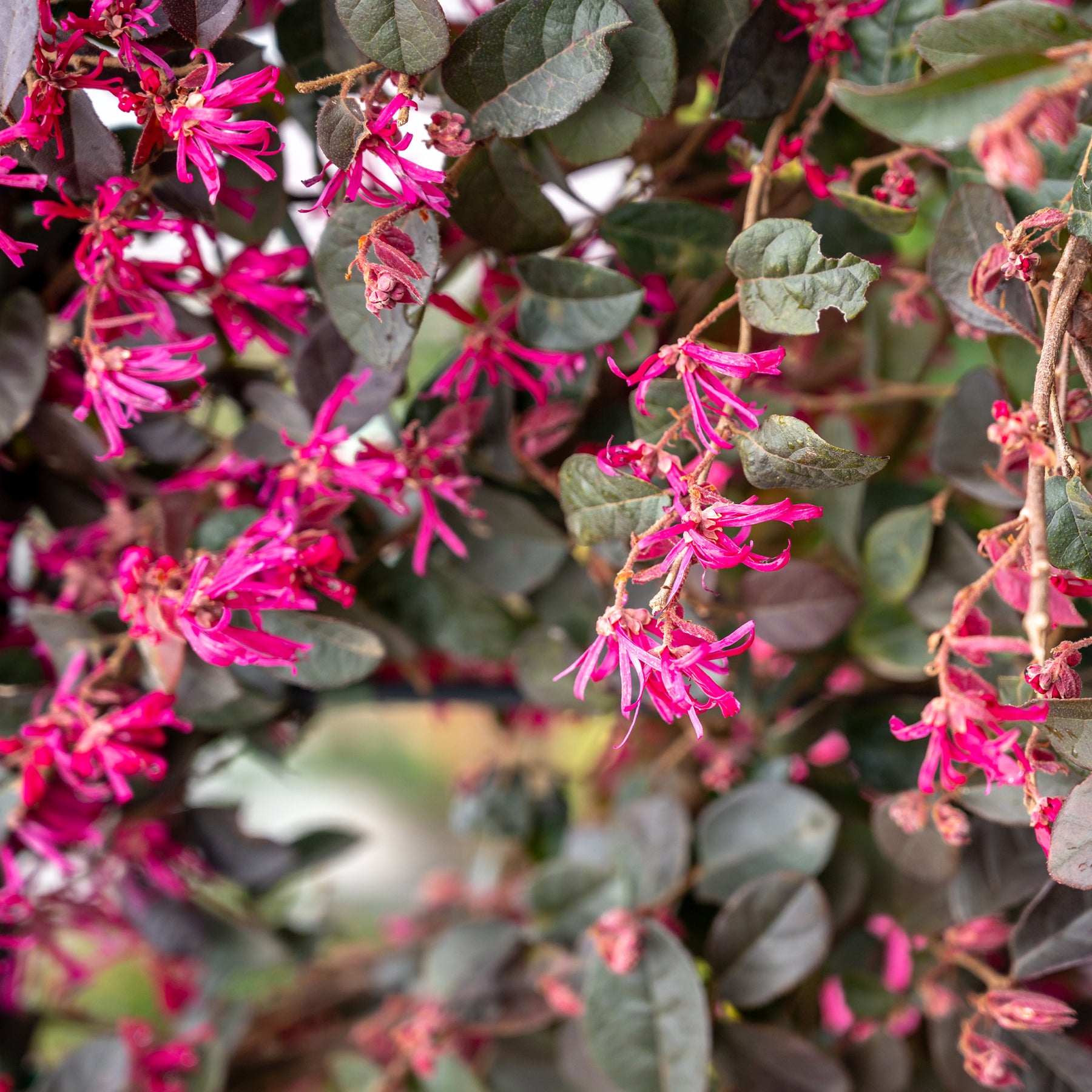 Riemenblüte Black Pearl - Loropetalum chinense Black Pearl - Willemse