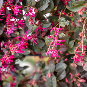 Riemenblüte Black Pearl - Loropetalum chinense Black Pearl - Willemse