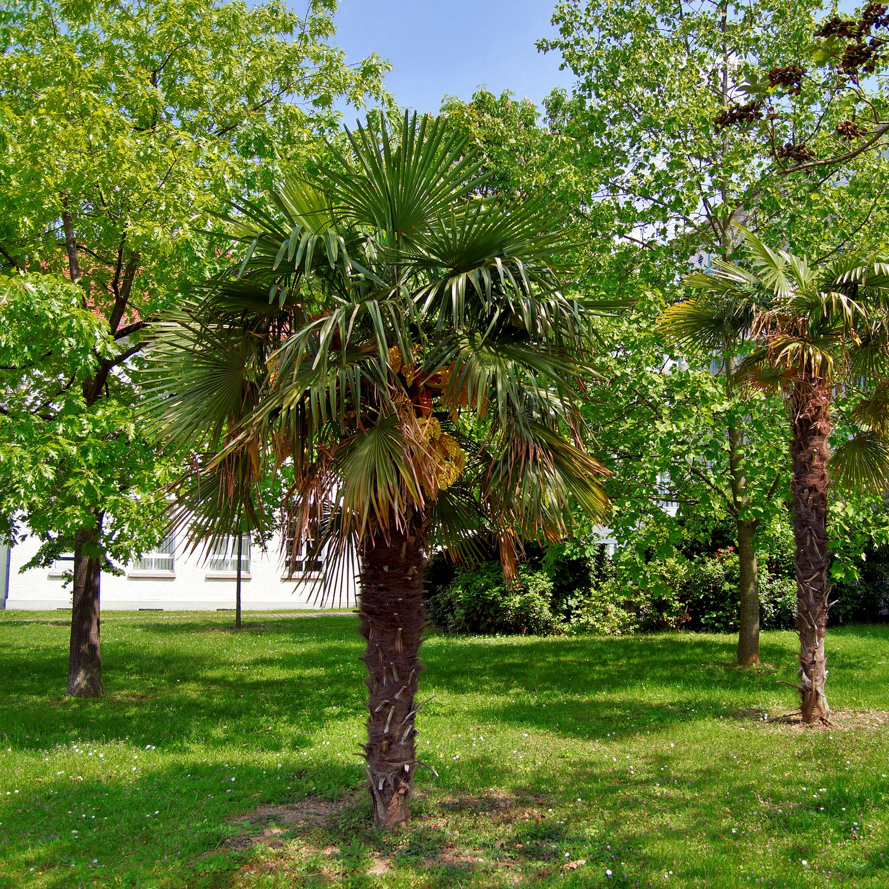 Palmen - Chinesische Hanfpalme - Trachycarpus fortunei