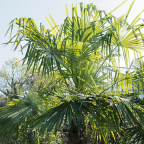 Trachycarpus fortunei - Chinesische Hanfpalme - Palmen