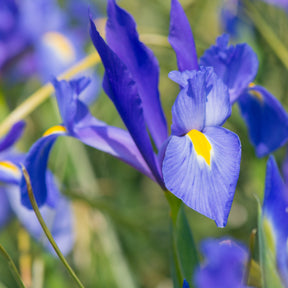 Verkauf Blühendes Sommerbeet - Gladiolus, Begonia, Iris, Liatris, Crocosmia, Lilium, Dahlia