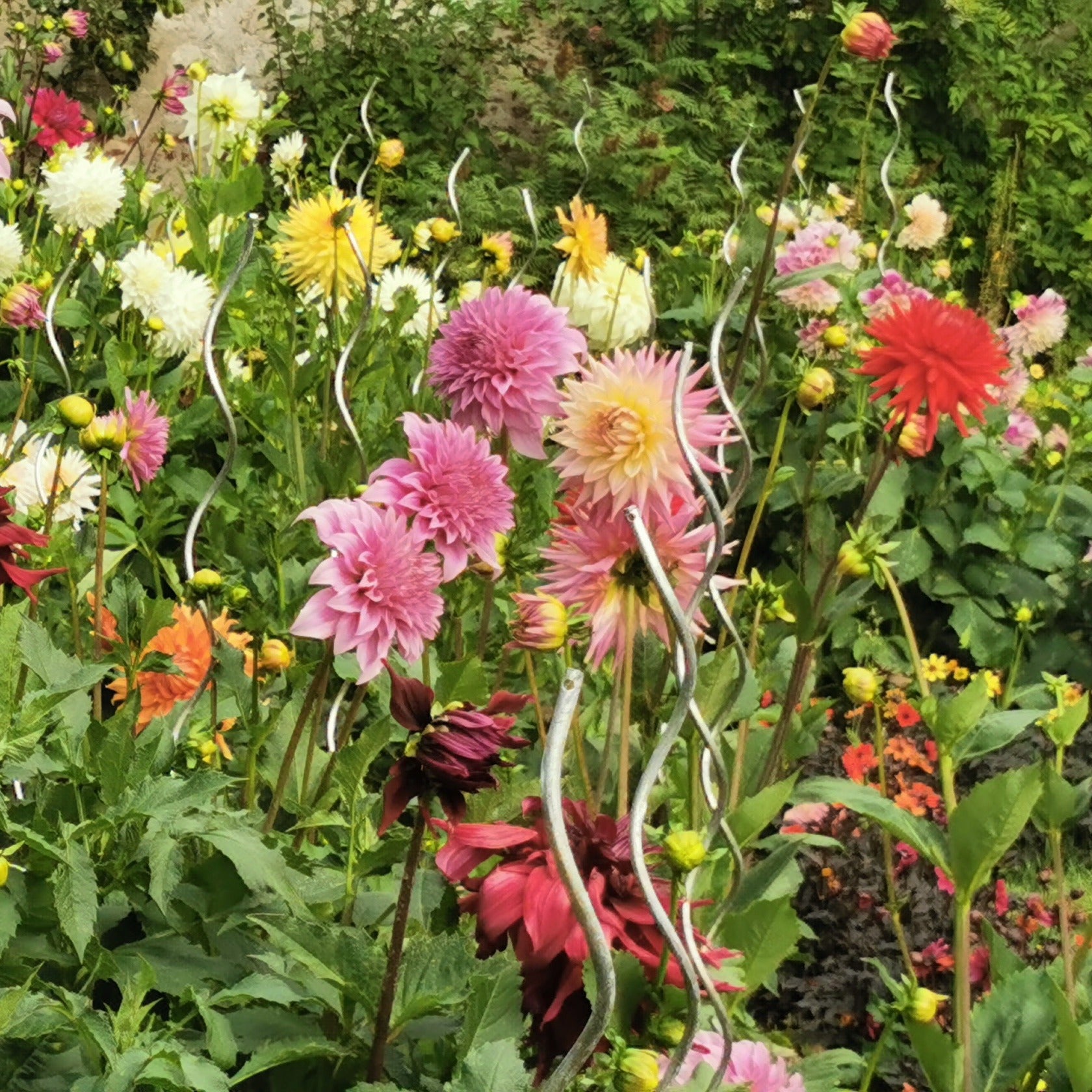 Verkauf Blühendes Sommerbeet