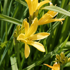 Blühendes Sommerbeet - Sommerzwiebeln - Willemse